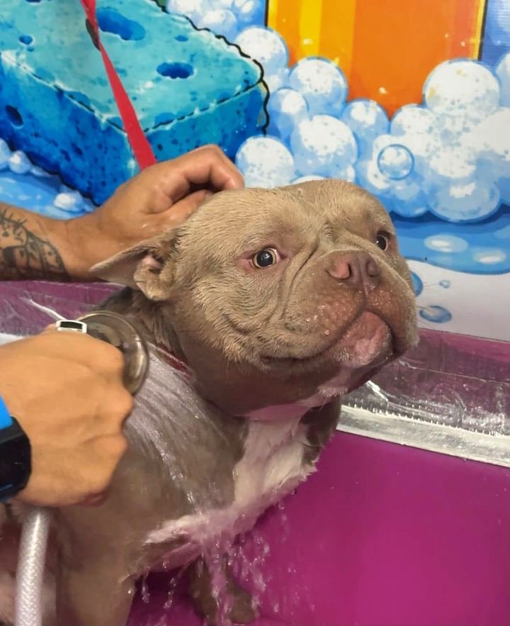 Cachorro tomando banho na Oficina dos Bichos
